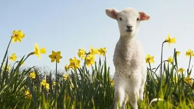 پیام‌های طنز و بامزه برای تبریک عید نوروز | جملات خنده‌دار سال نو