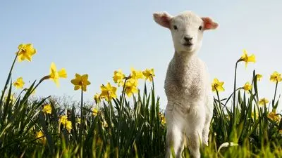 پیام‌های طنز و بامزه برای تبریک عید نوروز | جملات خنده‌دار سال نو