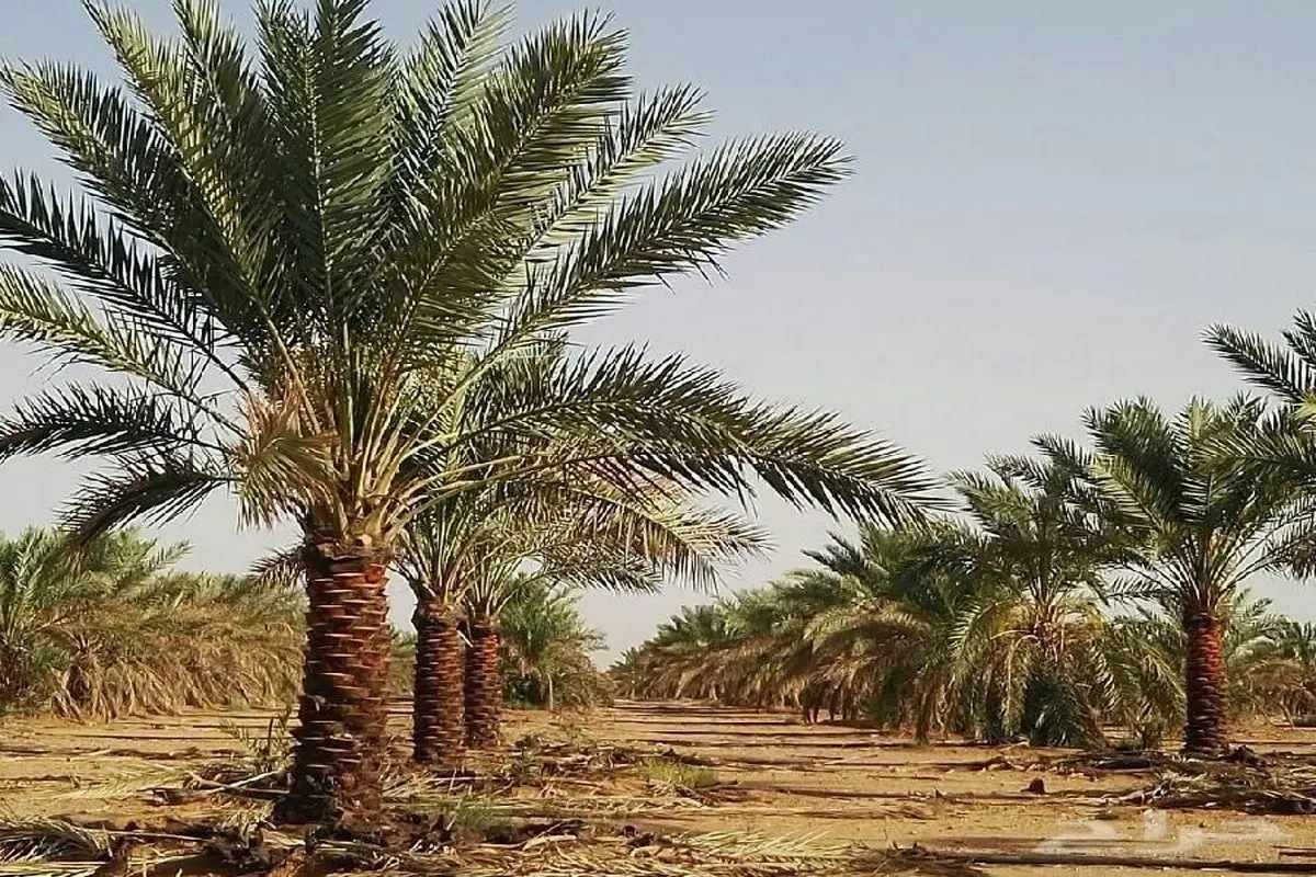 تعبیر خواب نخل: از نگاه سنتی تا روان‌شناسی مدرن در ۷ روایت