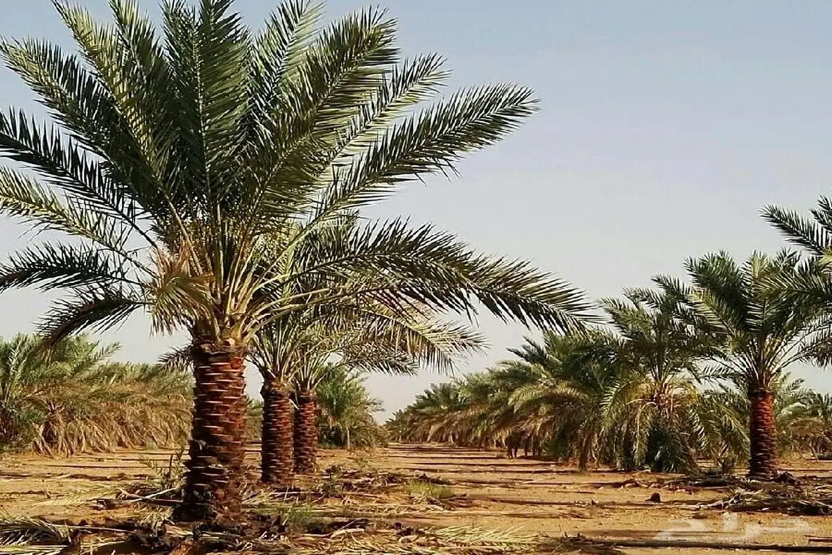 تعبیر خواب نخل: از نگاه سنتی تا روان‌شناسی مدرن در ۷ روایت
