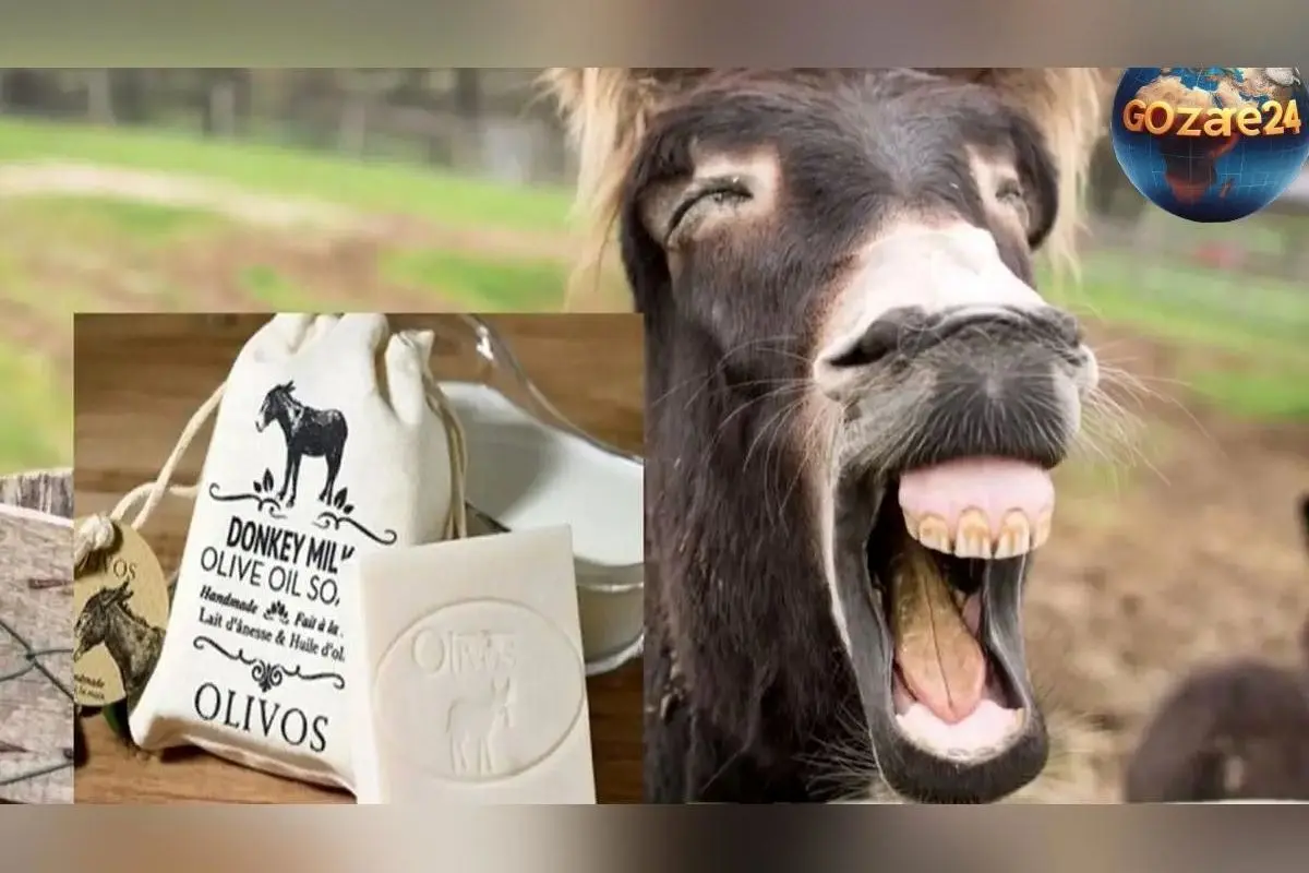 قیمت‌های میلیونی مواد غذایی لوکس در شمال تهران: واقعیت یا تبلیغات؟