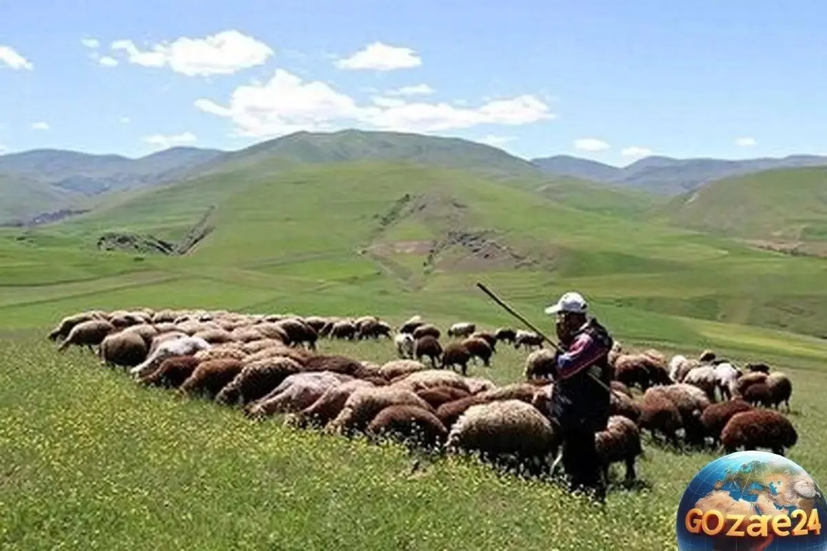 چوپان ایرانی با صدای استاد شجریان؛ از غم و دلتنگی تا رویای خوانندگی در برنامه تلویزیونی