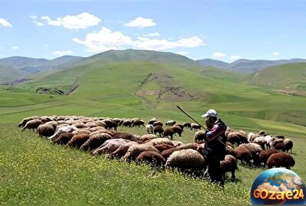 چوپان ایرانی با صدای استاد شجریان؛ از غم و دلتنگی تا رویای خوانندگی در برنامه تلویزیونی