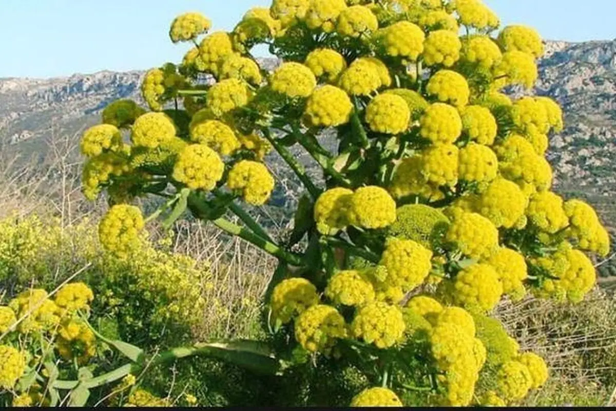 تعبیر خواب اشترغاز: از نگاه سنتی تا روان‌شناسی مدرن در ۷ روایت