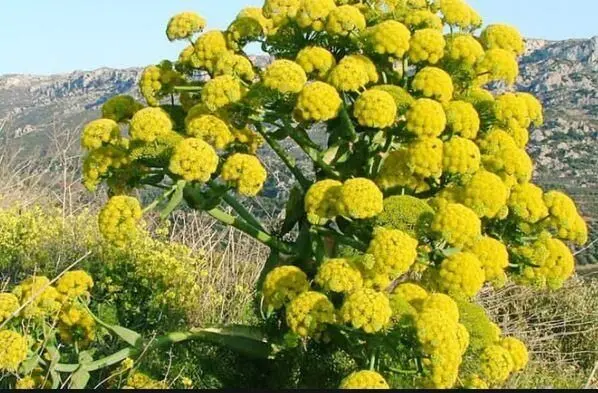 تعبیر خواب اشترغاز: از نگاه سنتی تا روان‌شناسی مدرن در ۷ روایت