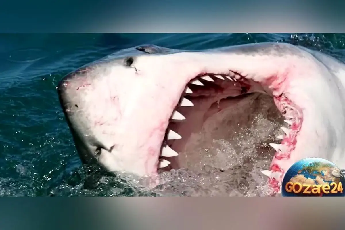 حادثه نادر و ترسناک در آب‌های شمال کالیفرنیا؛ شناگر باتجربه در حمله کوسه سفید جان باخت + عکس