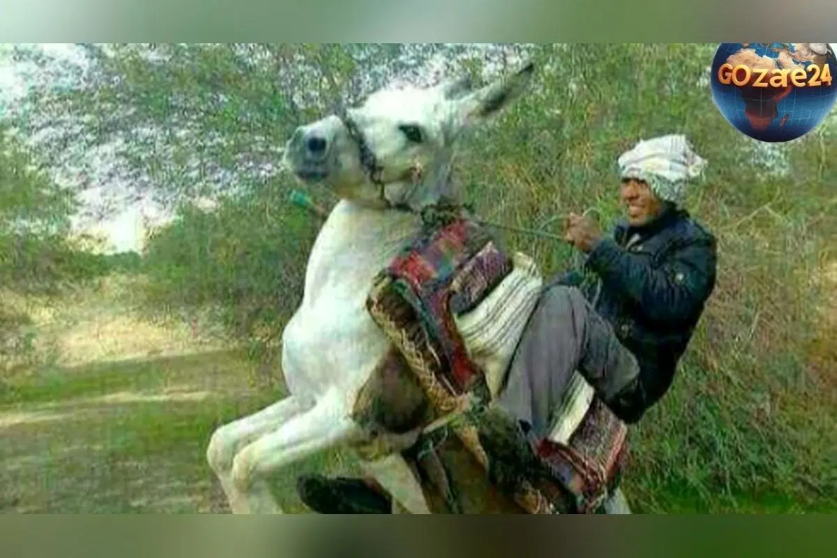 خلاقیت جالب چوپان ایرانی با ساخت صندلی ماشین روی الاغ در فضای مجازی جهانی شد