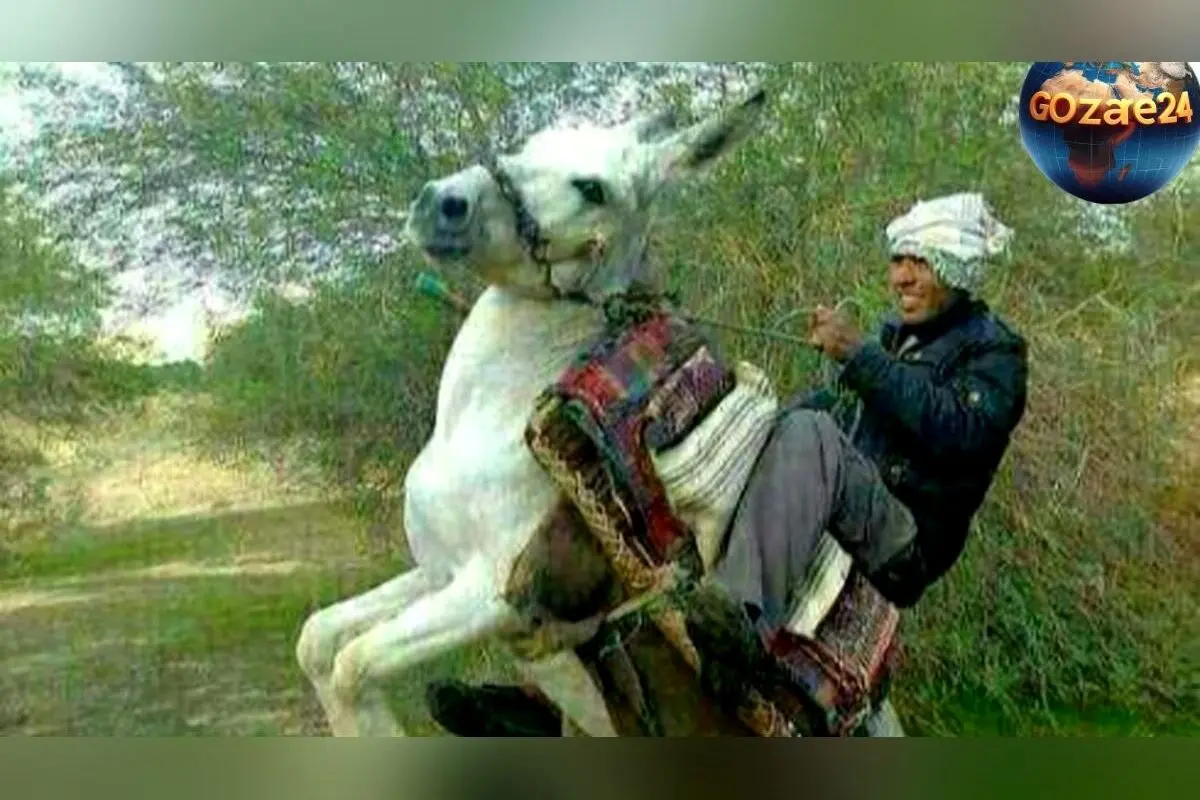 خلاقیت جالب چوپان ایرانی با ساخت صندلی ماشین روی الاغ در فضای مجازی جهانی شد