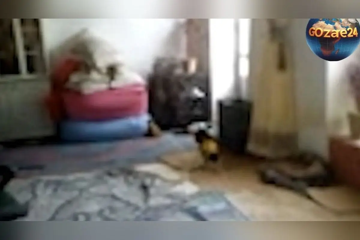 ماجرای جنجالی «آدم کوتوله ۵ سانتی‌متری» در ایران؛ حقیقت یا شایعه؟ بررسی علمی و تصاویر دست‌کاری